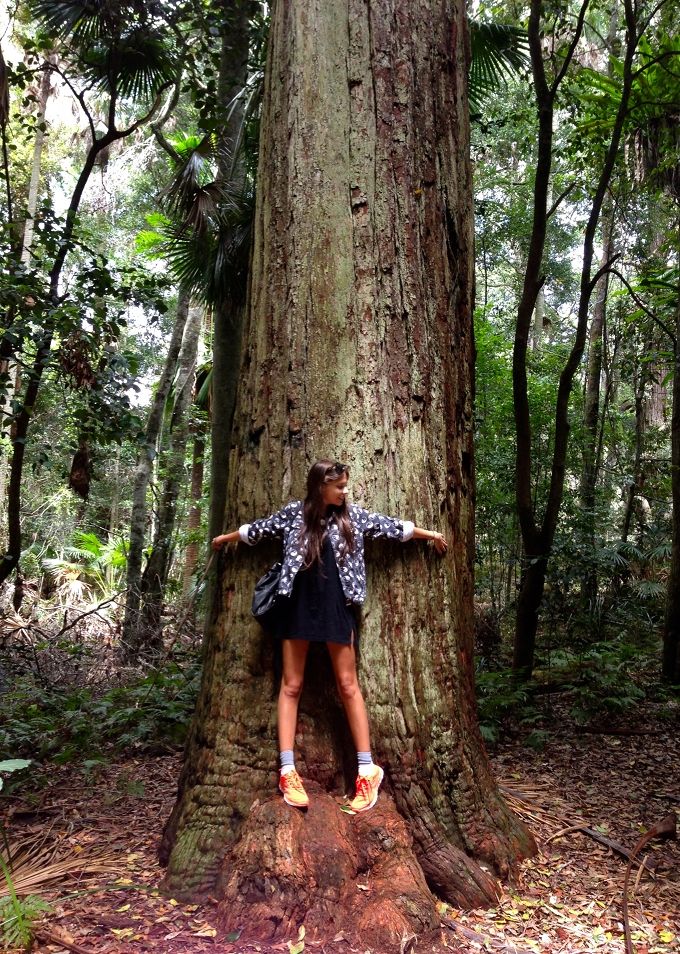 Spin Dizzy Fall Tree Hugger